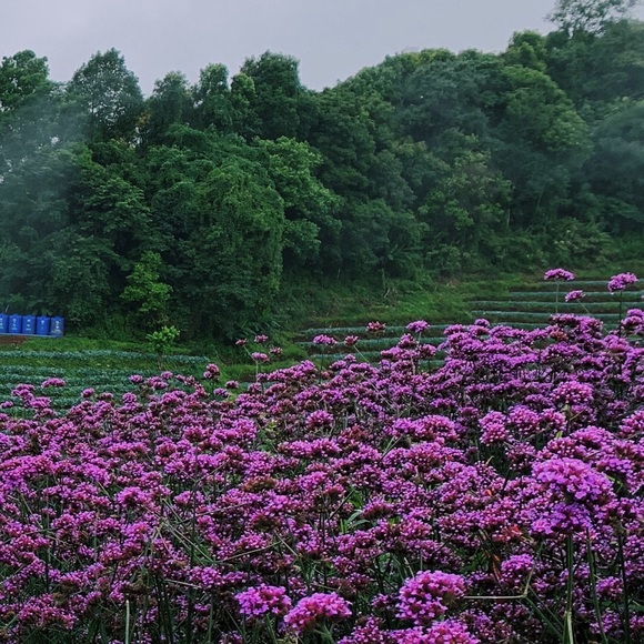 ⭐️ Posh Ambassador ⭐️top seller ⭐️fastest shipper - Picture 5 of 9